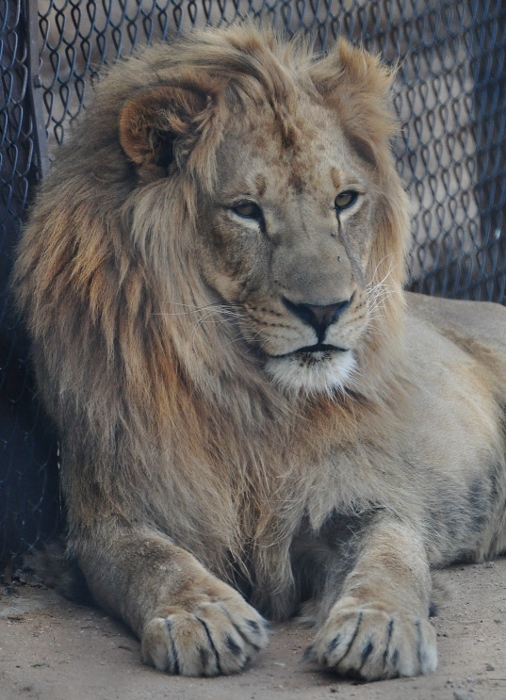 a male lion
